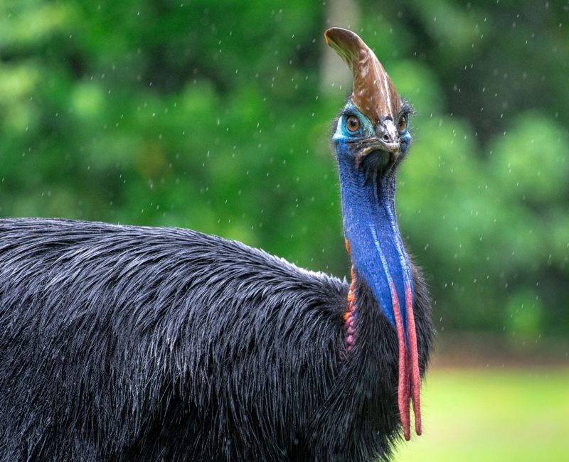 Cassowary - Martin Stringer Photography